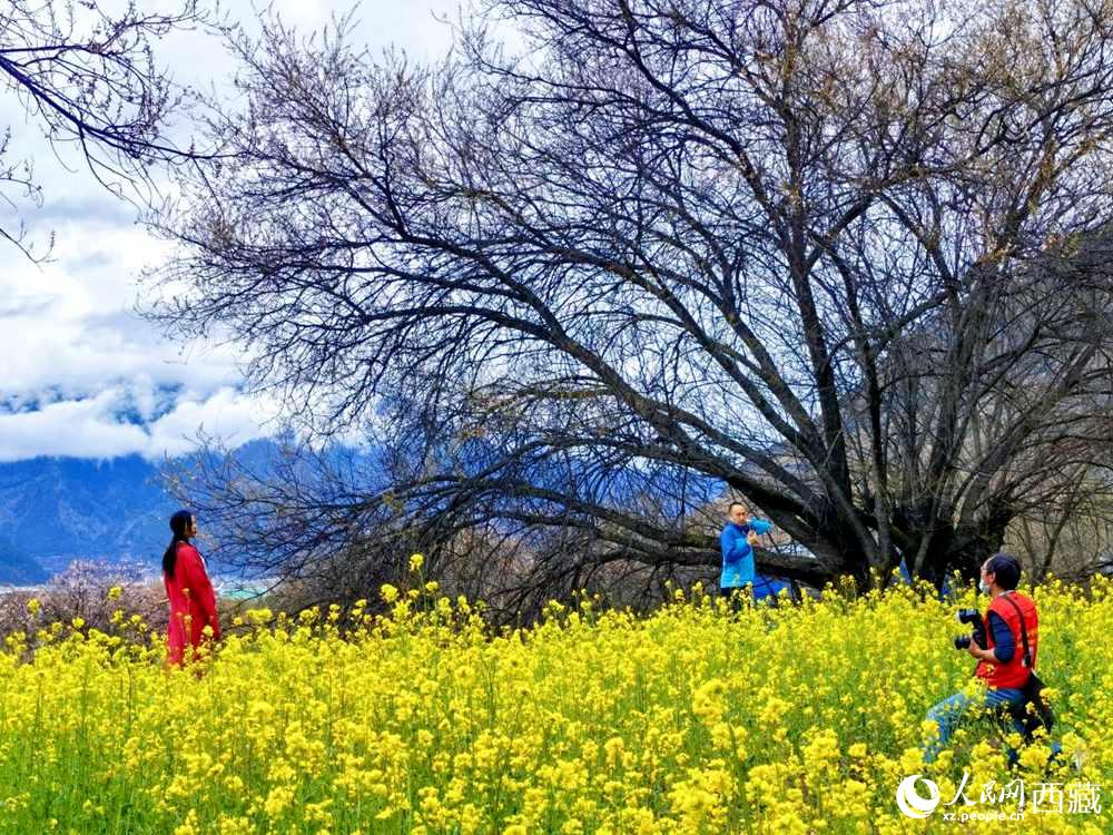 游客在桃花下拍照留念。人民網(wǎng) 李海霞攝