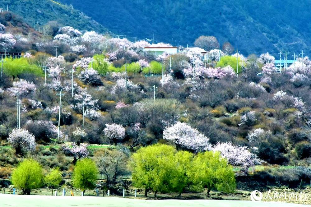 村莊掩映在桃花林中。人民網(wǎng) 李海霞攝
