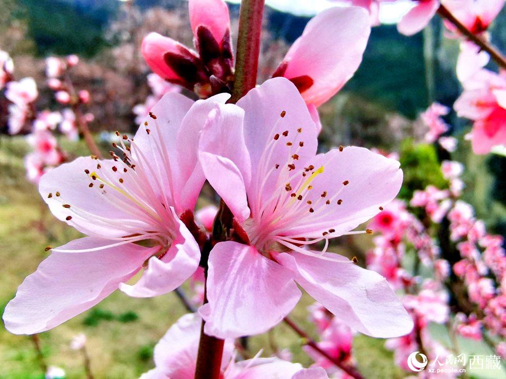 林芝桃花開。人民網(wǎng) 李海霞攝