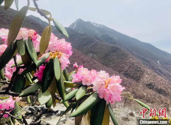 近日，西藏自治區(qū)山南市加查縣索囊溝的杜鵑花競(jìng)相綻放?！∪轿木?攝