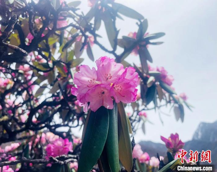 近日，西藏自治區(qū)山南市加查縣索囊溝的杜鵑花競(jìng)相綻放?！∪轿木?攝