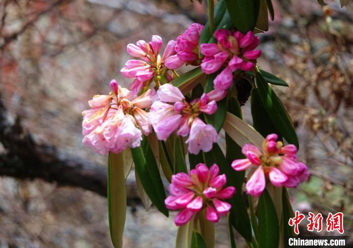 近日，西藏自治區(qū)山南市加查縣索囊溝的杜鵑花競(jìng)相綻放。　冉文娟 攝