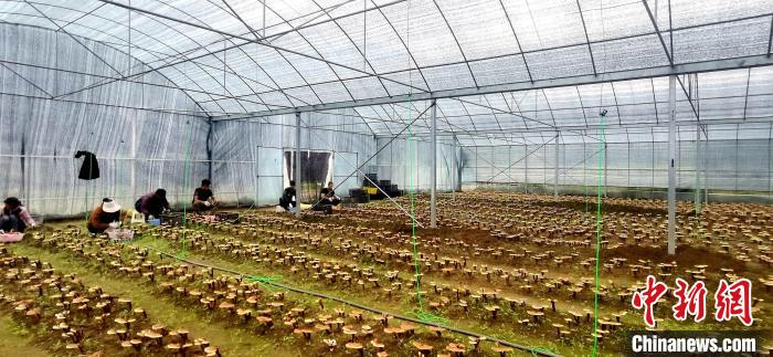 圖為紅太陽科技示范家庭農(nóng)場組織民眾采收靈芝?！∑酱胪喙﹫D