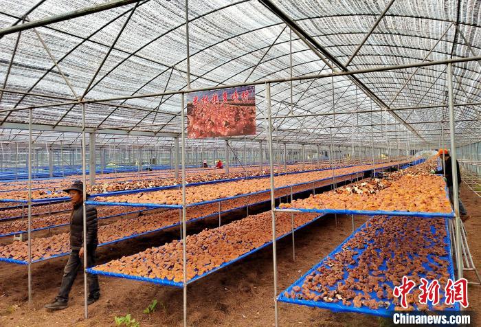 圖為紅太陽科技示范家庭農(nóng)場采收的靈芝?！∑酱胪喙﹫D