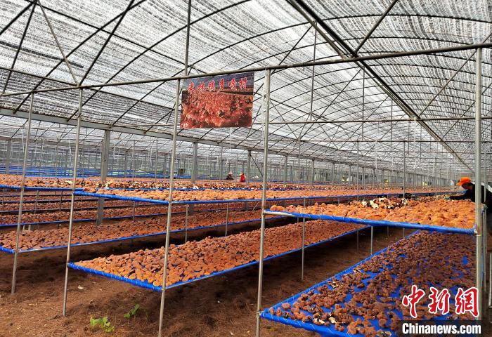 圖為紅太陽科技示范家庭農(nóng)場采收的靈芝?！∑酱胪喙﹫D