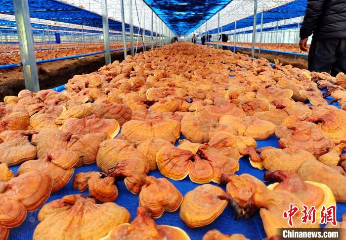 圖為紅太陽科技示范家庭農(nóng)場采收的靈芝?！∑酱胪喙﹫D