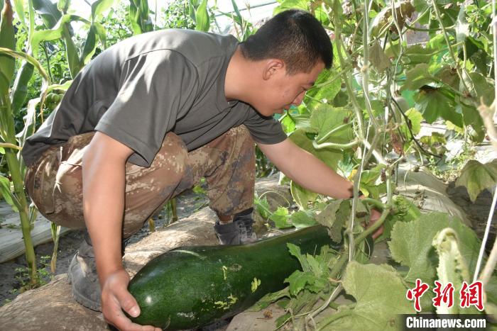 圖為阿里軍分區(qū)某邊防團官兵在溫室摘菜。　陳嘯岳 攝