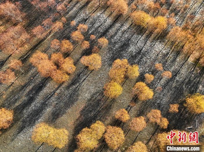 入冬時(shí)節(jié)，雅魯藏布江畔的樹林一片金黃?！《拘?攝