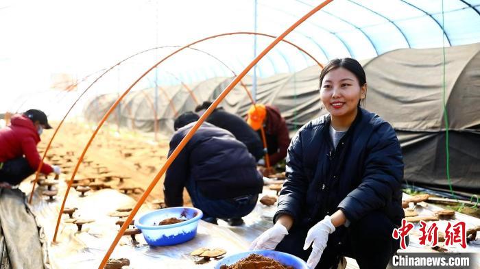圖為農(nóng)民采收靈芝孢子粉?！∴嚢?攝