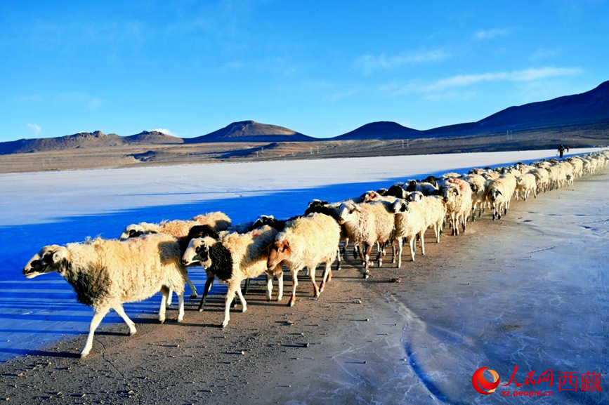 羊群排著隊(duì)穿過(guò)普莫雍錯(cuò)。 人民網(wǎng) 李海霞攝