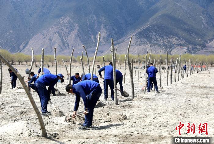 林芝市巴宜區(qū)森林消防中隊志愿服務隊熱火朝天的植樹現場。　西繞拉翁 攝