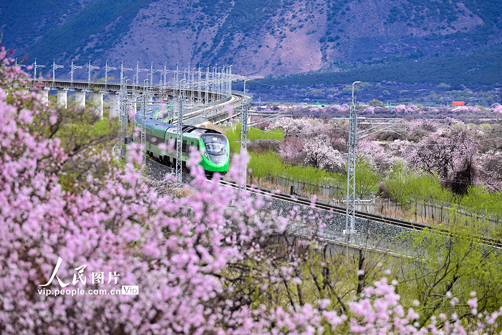 西藏林芝：雪域高原列車穿越花?！?】