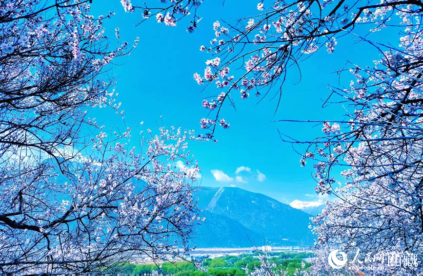 藍天與桃花相映成趣。 人民網(wǎng) 李海霞攝