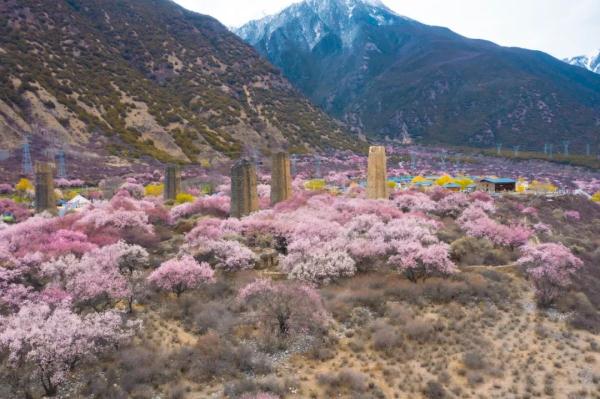 人間桃花源！林芝桃花有多絕？