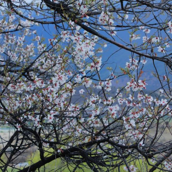 人間桃花源！林芝桃花有多絕？