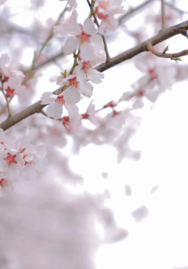 人間桃花源！林芝桃花有多絕？