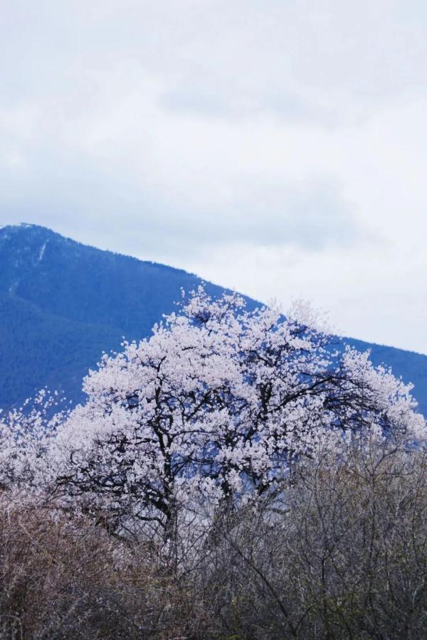 人間桃花源！林芝桃花有多絕？
