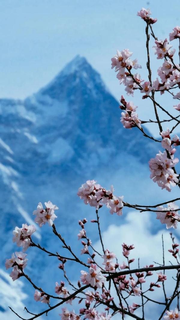 人間桃花源！林芝桃花有多絕？