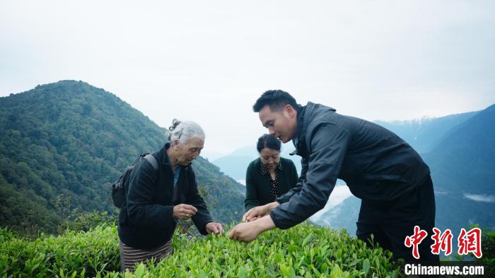 圖為銀發(fā)旅游體驗(yàn)團(tuán)兩位老人體驗(yàn)采茶?！∥鞑貙ｍ?xiàng)旅游協(xié)會供圖