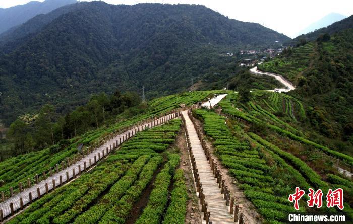 圖為西藏林芝市墨脫縣背崩鄉(xiāng)格林村山頂?shù)木坝^茶園。(無人機照片) 李林 攝