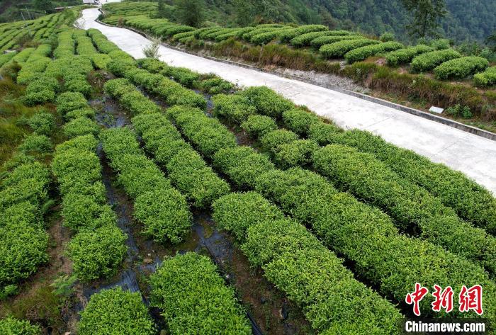 圖為西藏林芝市墨脫縣背崩鄉(xiāng)格林村山頂?shù)木坝^茶園。(無人機照片) 李林 攝