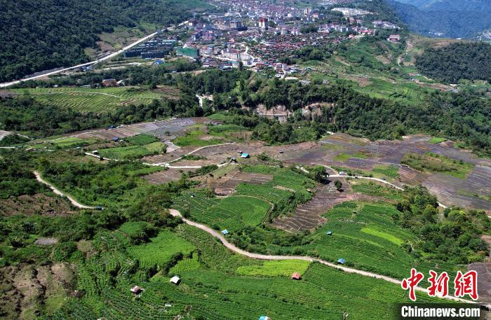 圖為西藏林芝市墨脫縣城附近的茶田。(無人機照片) 李林 攝