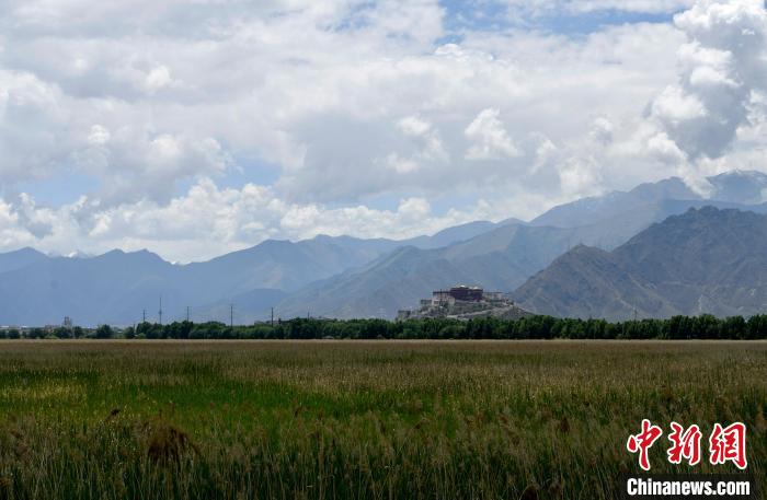 圖為6月22日，西藏拉薩拉魯濕地?！±盍?攝