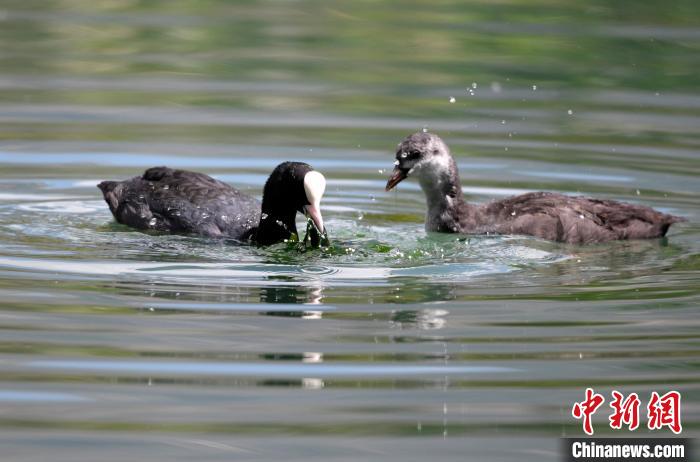 圖為6月22日，棲息在拉魯濕地內(nèi)的古頂雞?！±盍?攝