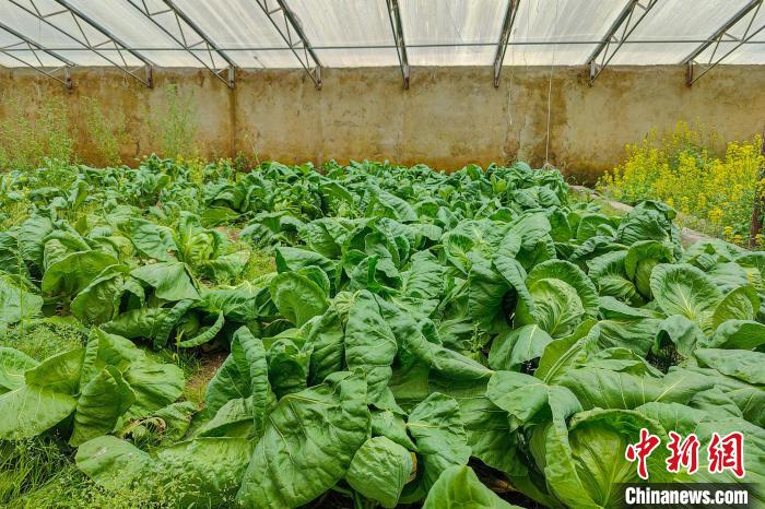 公珠湖執(zhí)勤點的大棚蔬菜，種菜是該執(zhí)勤點輪換民警們的日常。　龍小鳳 攝