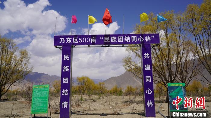 圖為“民族團結同心林”項目?！∧藮|融媒供圖