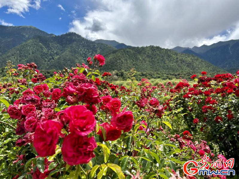 我們的家園丨工布花谷：高原花開香飄全國，產(chǎn)業(yè)經(jīng)濟(jì)增收致富