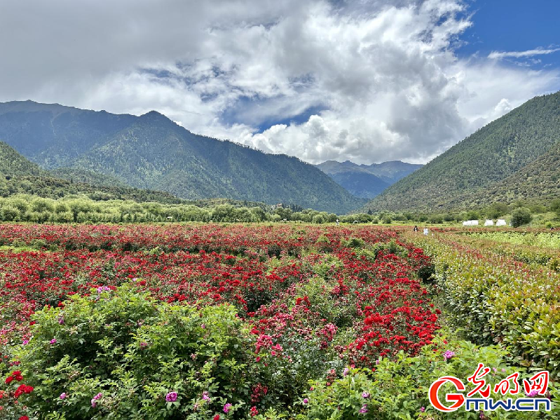 我們的家園丨【組圖】 綠水青山入畫，“金山銀山”筑起