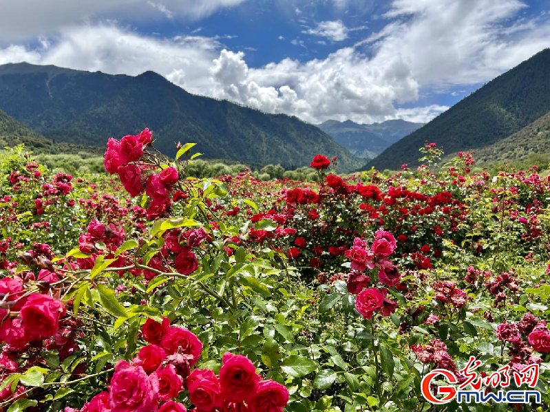我們的家園丨【組圖】 綠水青山入畫，“金山銀山”筑起