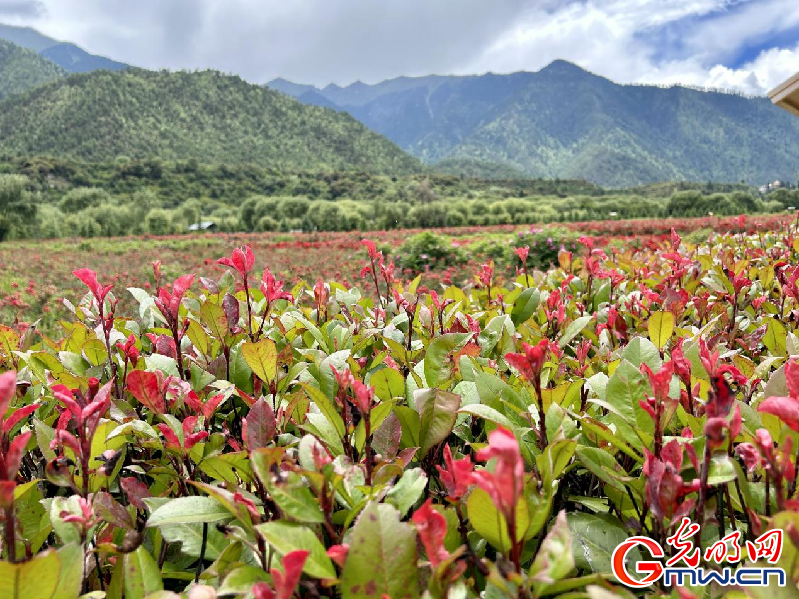 我們的家園丨【組圖】 綠水青山入畫，“金山銀山”筑起