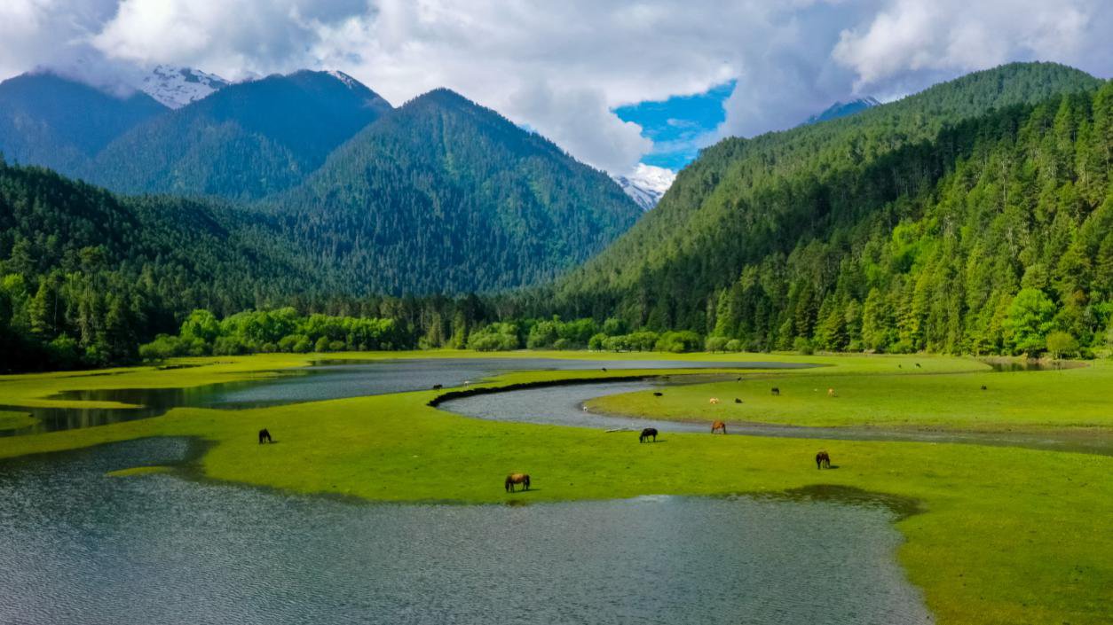 中國最美十大森林之一崗云杉林。西藏自治區(qū)旅發(fā)廳供圖