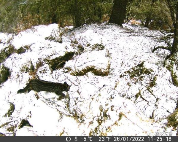 西藏色季拉山發(fā)現(xiàn)雪豹、白頰獼猴等多種珍稀野生動物