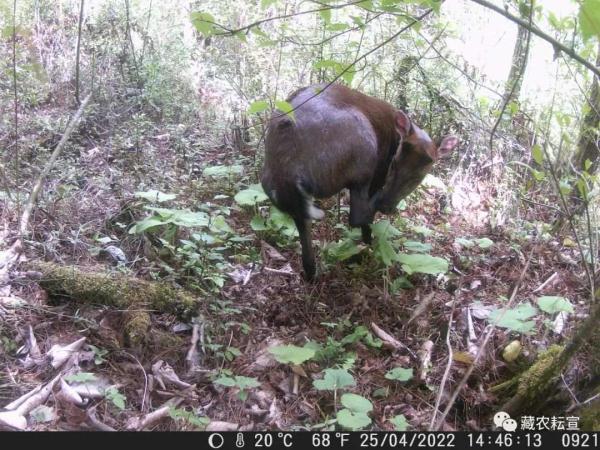 西藏色季拉山發(fā)現(xiàn)雪豹、白頰獼猴等多種珍稀野生動物