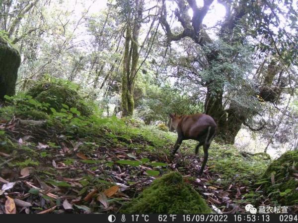 西藏色季拉山發(fā)現(xiàn)雪豹、白頰獼猴等多種珍稀野生動物