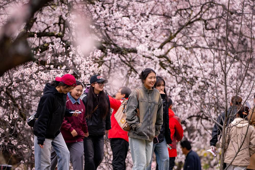 桃花盛開惹人醉，八方游客賞花來。徐馭堯攝