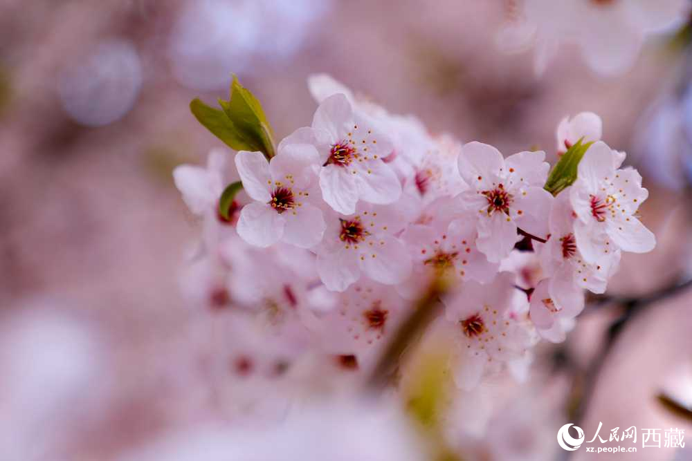 桃花盛開惹人醉。人民網(wǎng)記者 次仁羅布攝