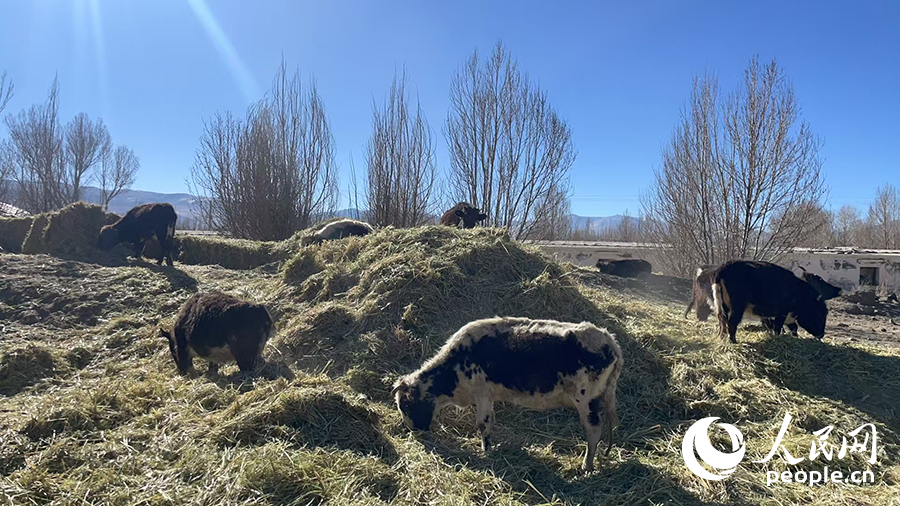長所鄉(xiāng)森嘎村村民的牲畜在食用新鮮飼草。人民網(wǎng)記者 郝潔攝