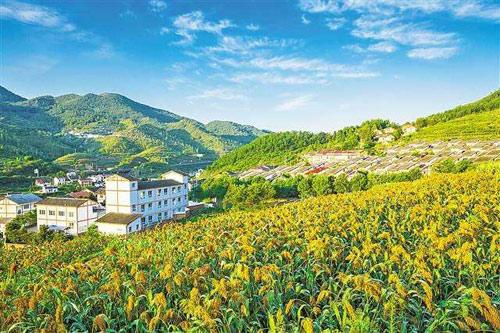 【理上網(wǎng)來o輝煌十九大】鄉(xiāng)村振興戰(zhàn)略：更綜合、全面、系統(tǒng)的發(fā)展戰(zhàn)略