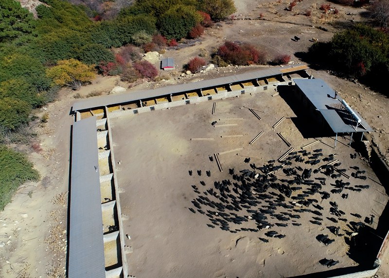 麥村藏香豬養(yǎng)殖基地。